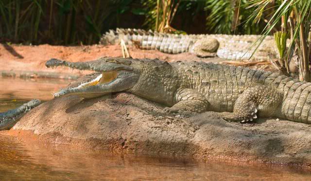 сколько весит крокодил