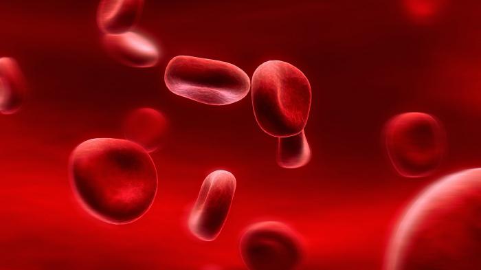 Продолжительность жизни эритроцитов в крови человека