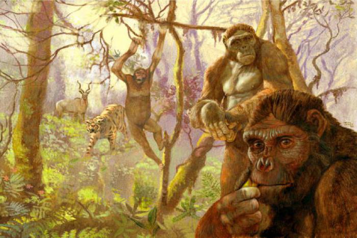 древние обезьяны от которых произошел человек 