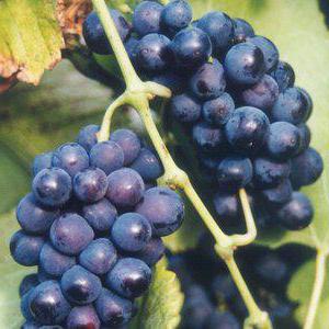 виноград зилга описание