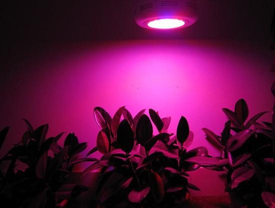 светодиодная фитолампа для растений своими руками