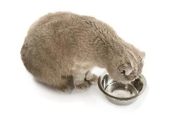 сколько домашняя кошка может прожить без еды