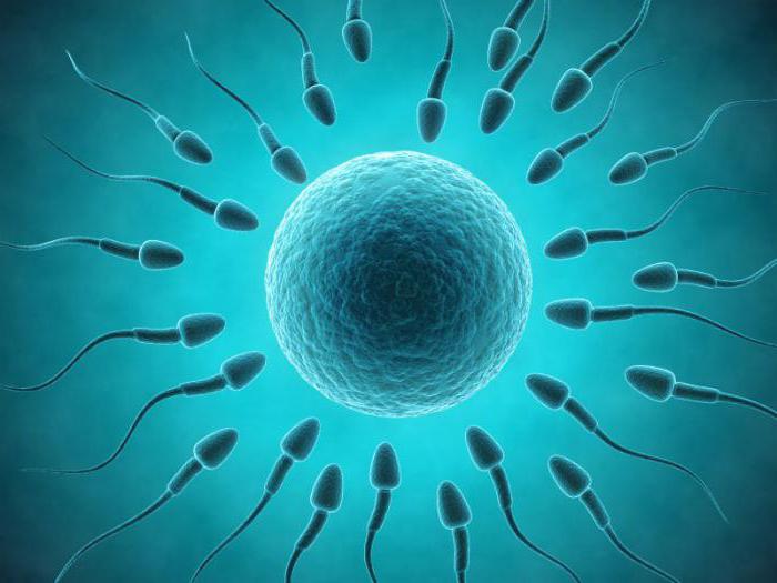 малоподвижные сперматозоиды причина