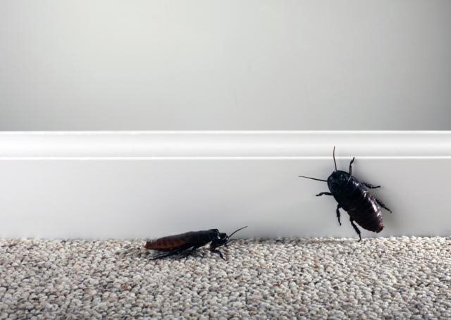 откуда берутся тараканы в квартире