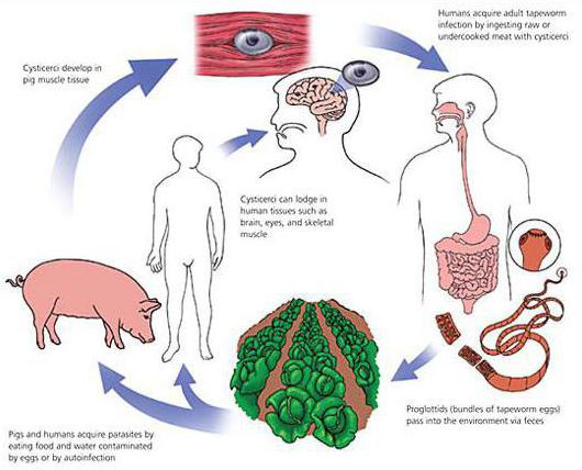 этапы жизненного цикла свиного цепня 