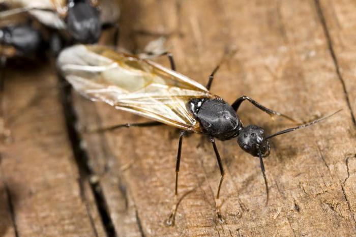 чем питаются муравьи в природе 