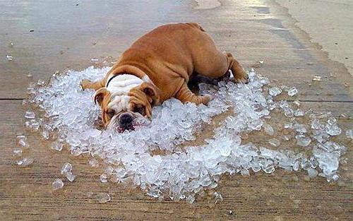 признаки теплового удара у собаки 