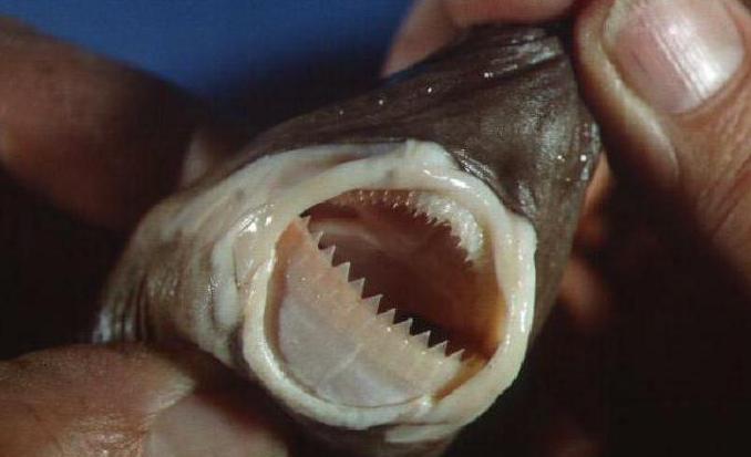 бразильская светящаяся акула фото 