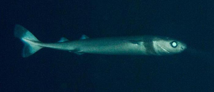 акула бразильская светящаяся питание 