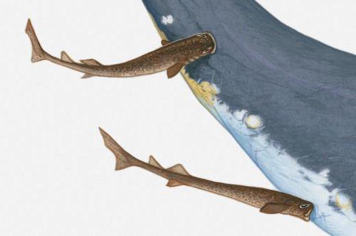 акула бразильская светящаяся размножение 
