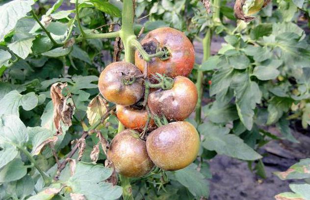 как избавиться от фитофторы в земле осенью после помидор