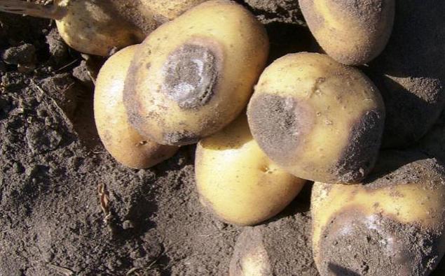 сорта картофеля устойчивые к фитофторе 