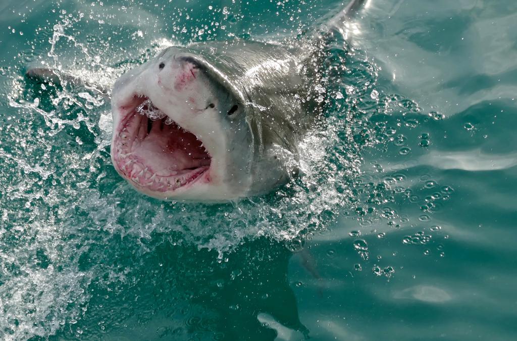 Зуб белой акулы