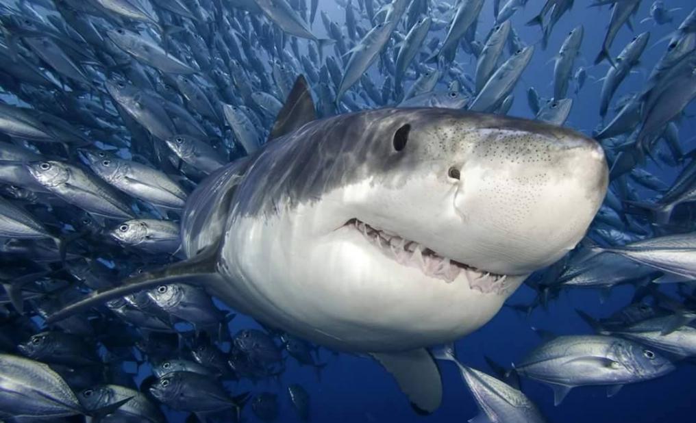 Длина белой акулы
