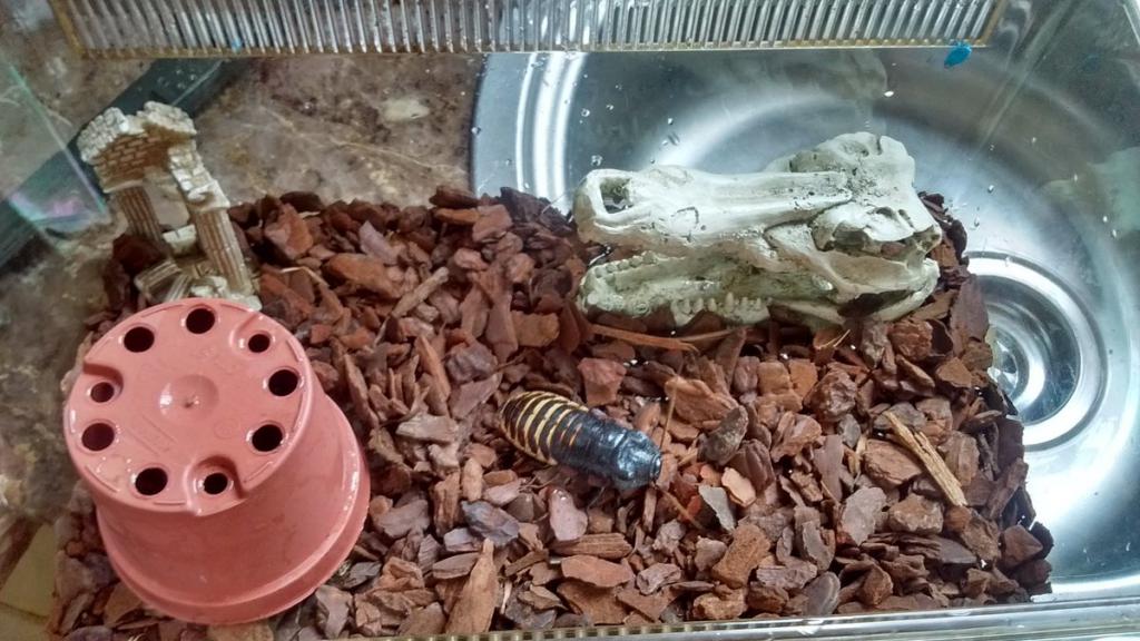 мадагаскарский таракан в домашних условиях