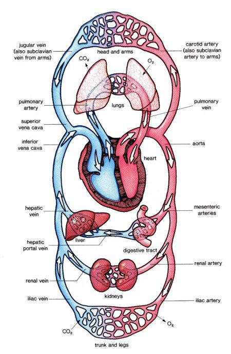 кровеносная система органов малого таза