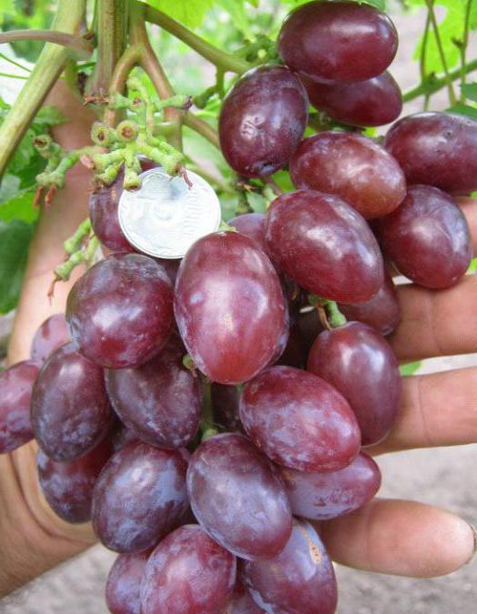 виноград подарок ирине описание