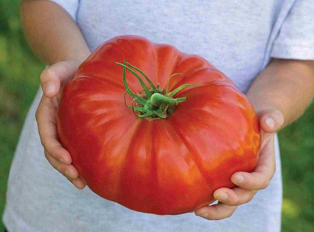 томат алсу, отзывы фото, урожайность, характеристика