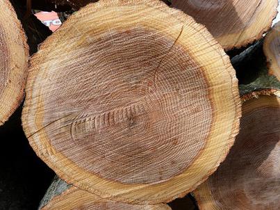 свойства древесины дуба 