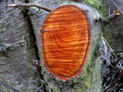 древесина свойства древесины