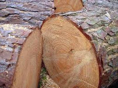 свойства древесины сосны