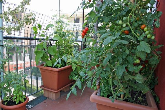 Что можно выращивать на балконе летом