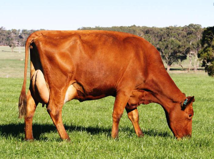 красная степная порода коров фото 