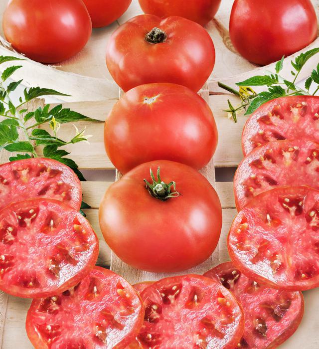 томаты бычий лоб фото 