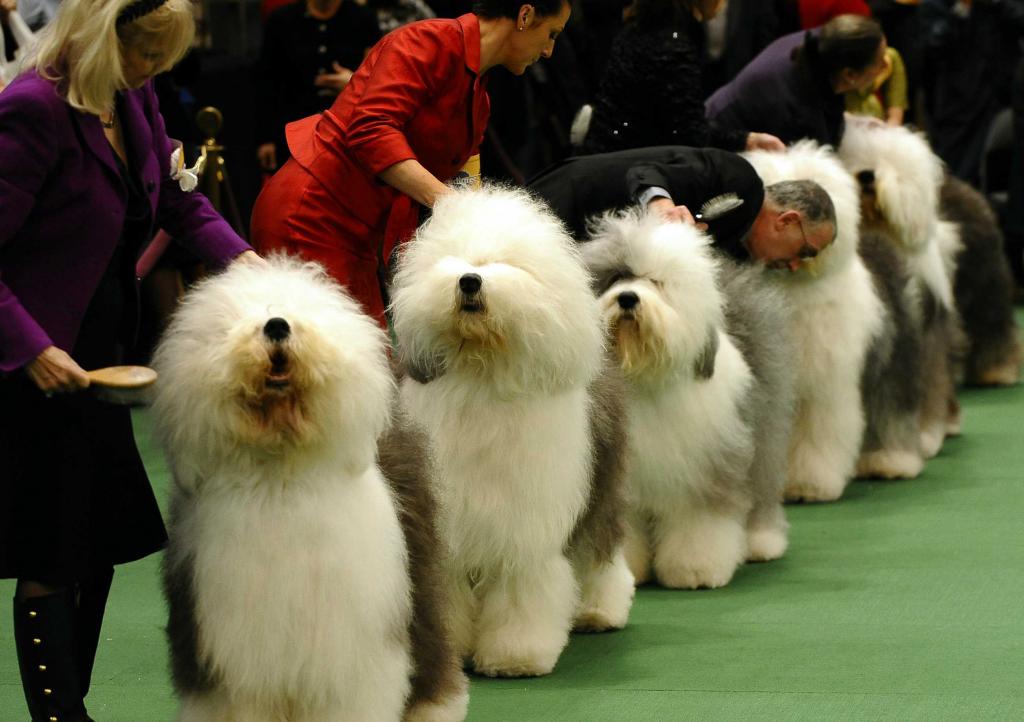 Бобтейлы на выставке собак