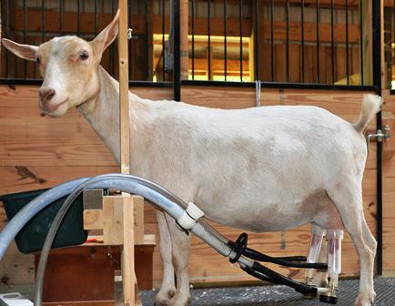 доильные аппараты для коз 