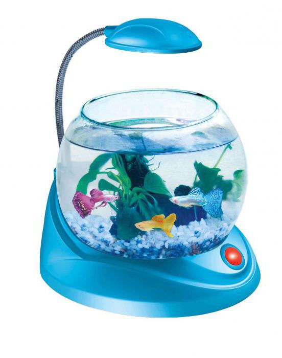 мини аквариум с подсветкой
