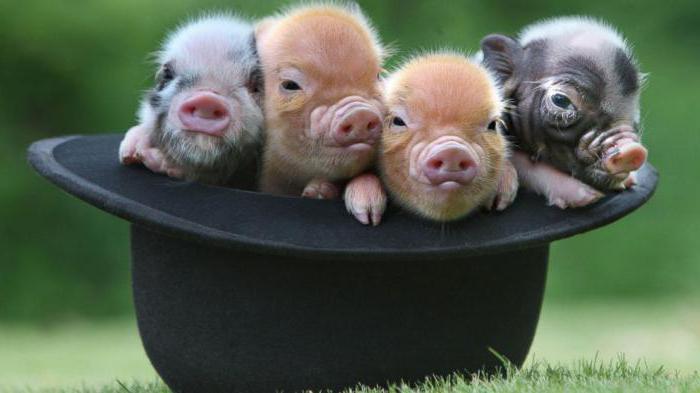 где живет свинья в хлеву или свинарнике 