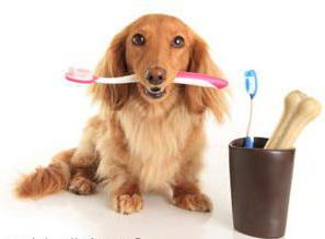 чистка зубов у собак