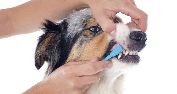 снятие зубного камня у собак 