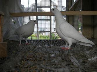 бакинские высоколетные голуби