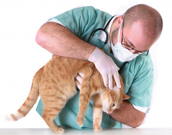 воспаление параанальных желез у собак и кошек