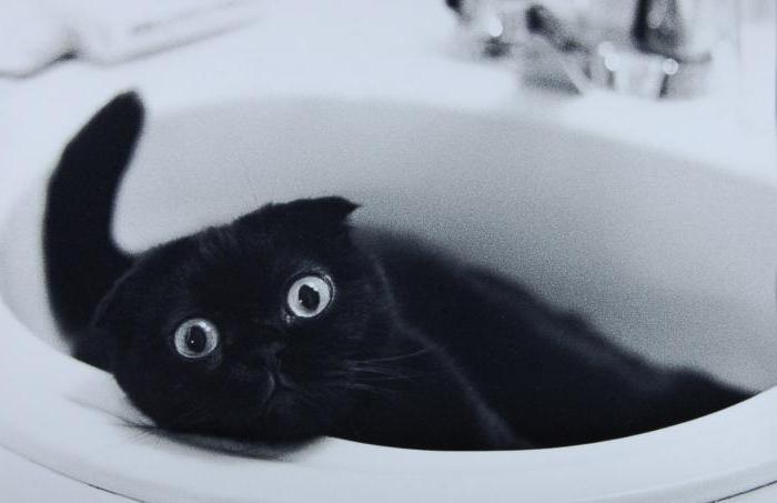 вислоухий черный кот фото