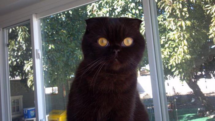 черный британский вислоухий кот 
