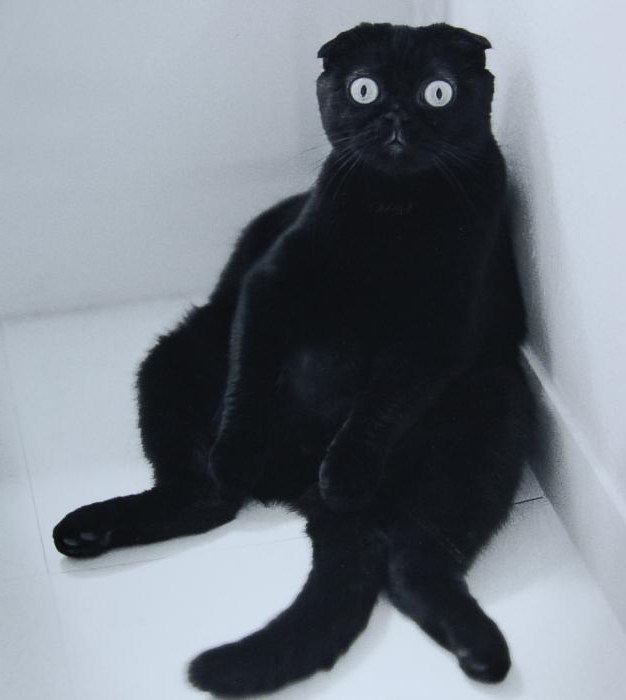 шотландский вислоухий кот черный
