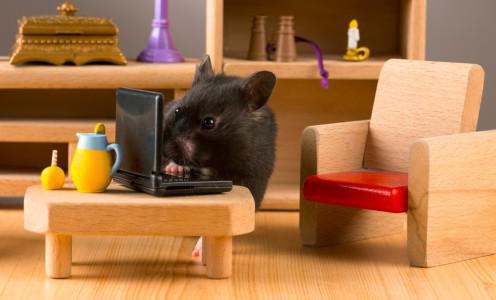 как дрессировать крысу в домашних условиях