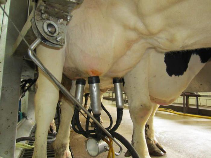 доильный аппарат для коровы