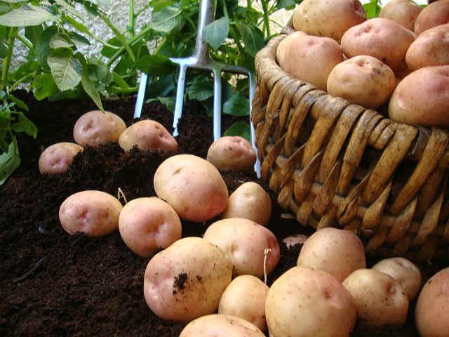 картофель химический состав и пищевая ценность