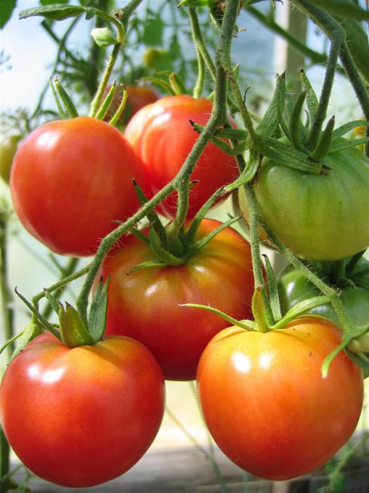 как пикировать помидоры томаты