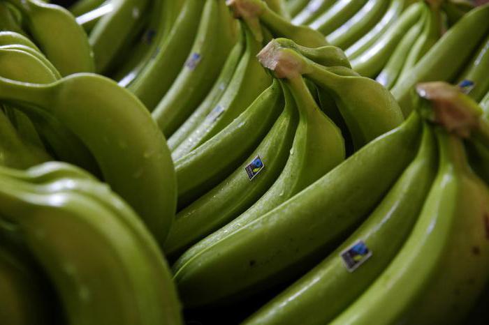 кормовые бананы фото