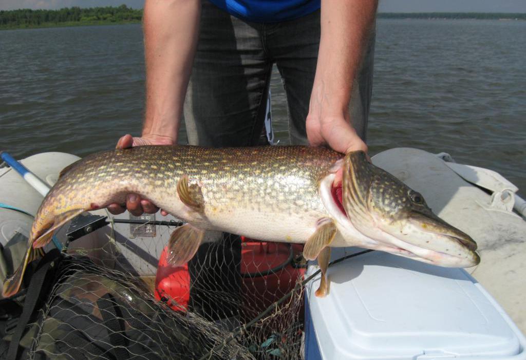 Отчеты о рыбалке: Иваньковское водохранилище