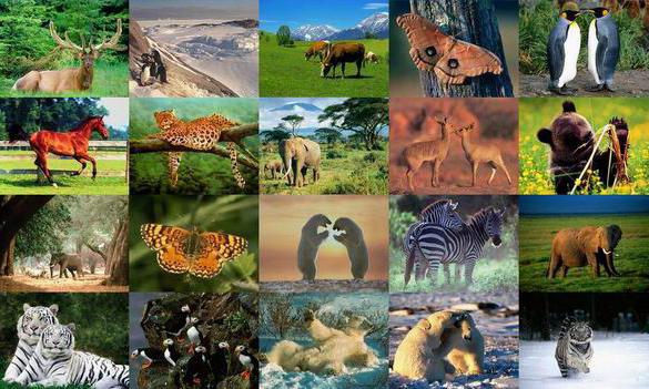 Типы животных. Классификация