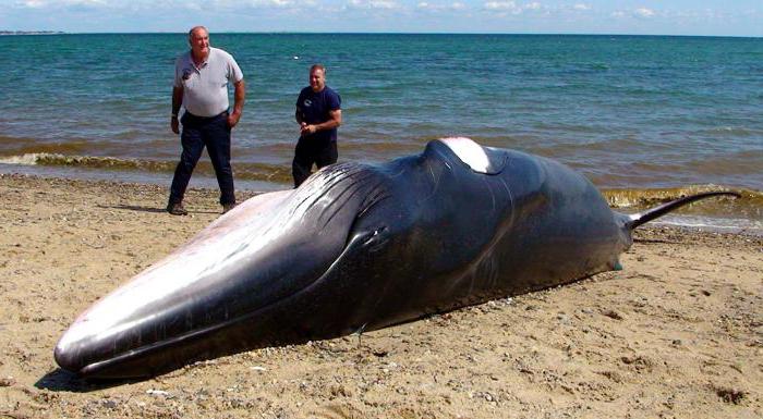 почему умирают киты на суше