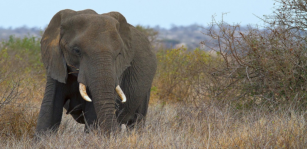 слон животные африки
