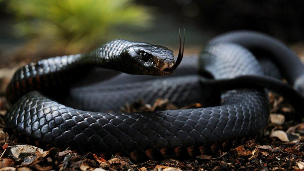 темная мамба - одна из наиболее токсичных змей в африке