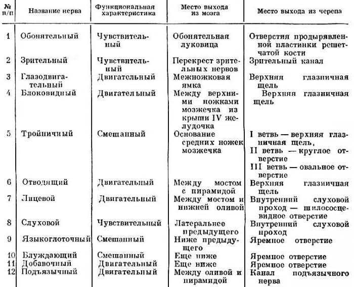 черепно мозговые нервы распределение и краткая характеристика